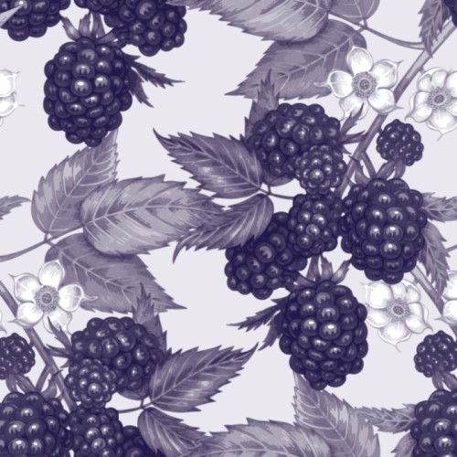 Fototapeta Wektor bez szwu kwiatowy wzór z blackberry.