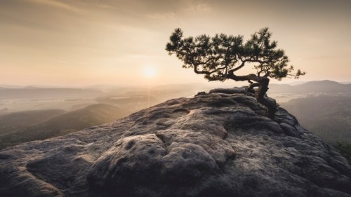Fototapeta Sächsische schweiz - alte kiefer zum sonnenaufgang
