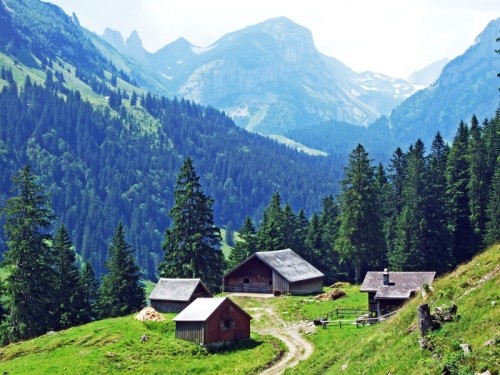 Fototapeta Wiejska tradycyjna architektura i hodowle zwierząt gospodarskich na zboczach alpejskich iw dolinie renu - kantony św. gallen i appenzell innerrhoden, szwajcaria