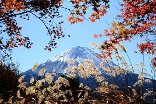 Fototapeta Jesienne liście i Mount Fuji