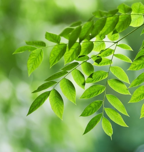 Fototapeta Zielone liście (Gymnocladus liście)