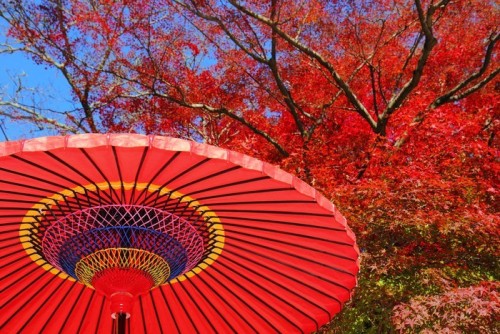 Fototapeta Jesienne liście i parasol と