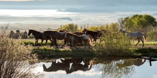 Fototapeta Konie colorado