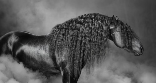 Fototapeta Portrait of black Frisian horse with long mane in the smoke
