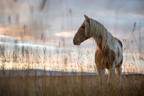 Fototapeta Mustang na łące