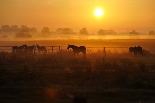 Fototapeta Sonnenaufgang auf einer pferdeweide
