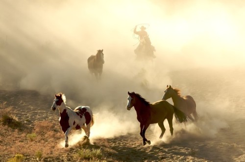 Fototapeta Konie słońcem i cowboy Galopujący i przez pustynię