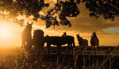 Fototapeta Pferde im sonnenuntergang