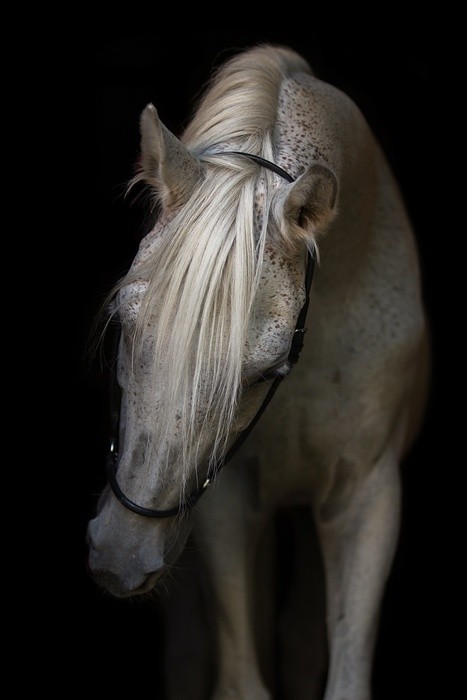 Fototapeta Portret konia arabskiego na białym tle.