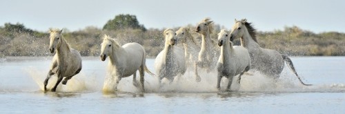Fototapeta Stado białych koni biegnących przez Camargue