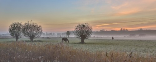 Fototapeta Wierzb wierzbowych i wschód słońca koni