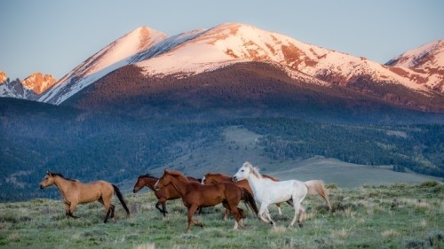 Fototapeta Konie colorado