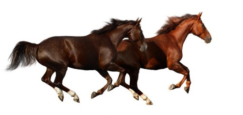 Fototapeta Budenny konie galop - samodzielnie na białym tle