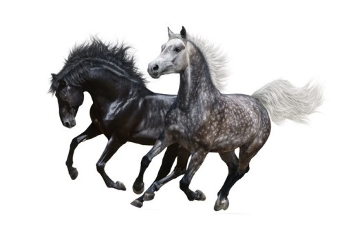 Fototapeta Dwa galop koni na białym tle