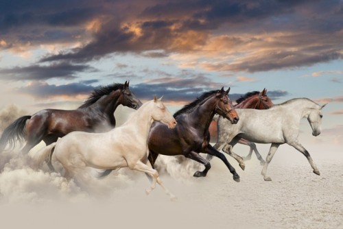 Fototapeta Pięć koni uruchomić galop na pustyni o zachodzie słońca