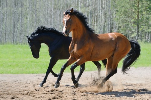 Fototapeta Dwa ogiery na ujeżdżalni galop
