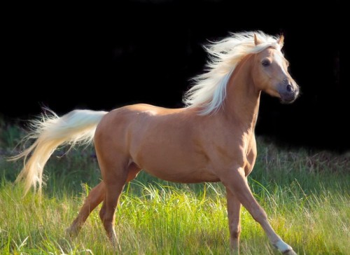 Fototapeta Galoping w Palomino welsh pony czarnym tle
