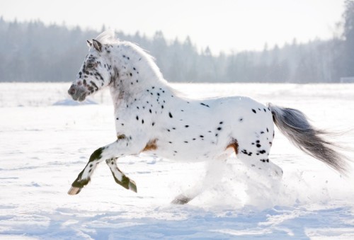 Fototapeta Appaloosa kucyk biegnie przez pole wolne zima