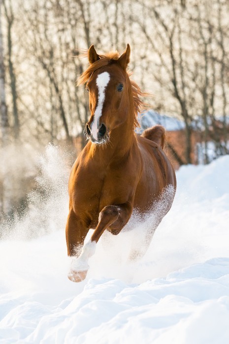 Fototapeta Red arabian stallion uruchamia galop w śniegu