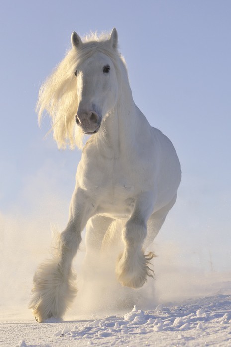 Fototapeta Biały koń galop bieg w zimie