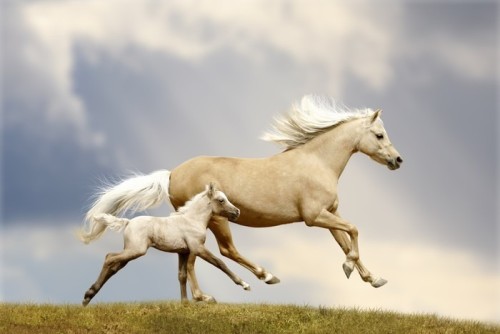 Fototapeta Klacz i źrebię pony