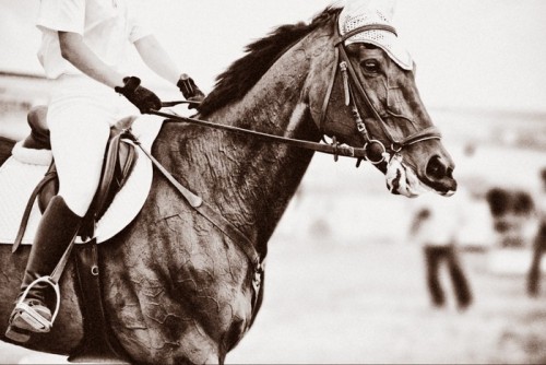 Fototapeta Jazda temat: jockeys, wyścigi konne, prędkość.
