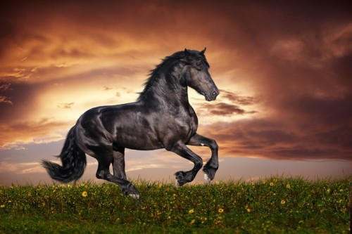 Fototapeta Czarny koń galop fryzyjski