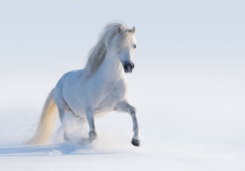 Fototapeta Galopujący biały Welsh pony