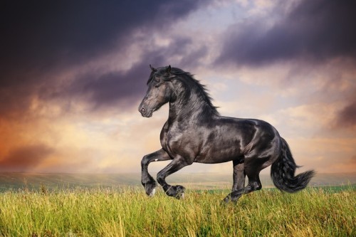 Fototapeta Czarny koń galop fryzyjski