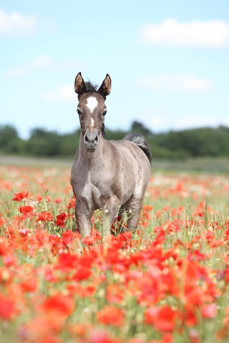 Fototapeta Arabian źrebię działa w czerwonym polu maku