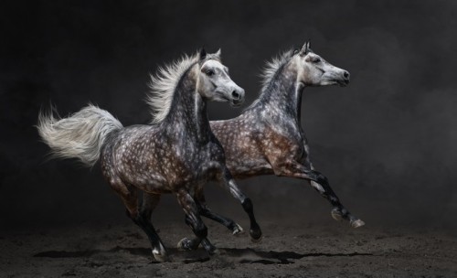 Fototapeta Dwie szare galop koni arabskich na ciemnym tle