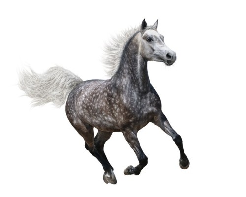 Fototapeta Galopujący Dapple-Gray arabian horse