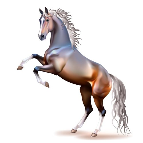Fototapeta Wektor fotorealistycznych Bay Horse dęba izolowane