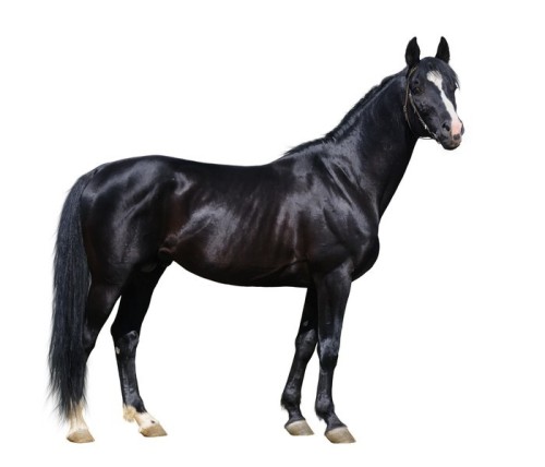 Fototapeta Czarny Trakehner ogier patrząc na kamery