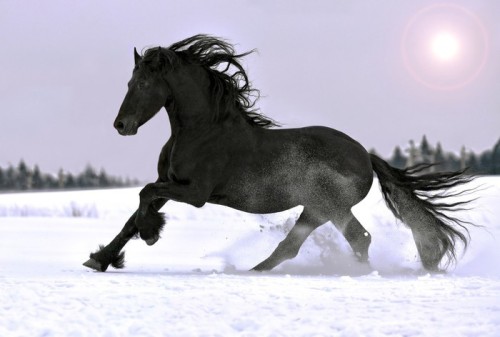 Fototapeta Ogier fryzyjski galop w zimie