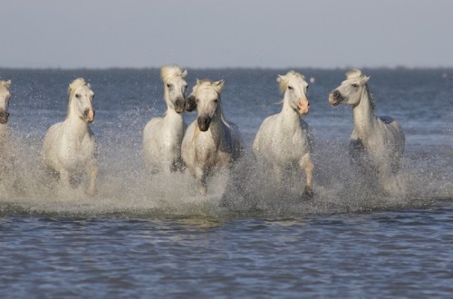 Fototapeta Konie Camargue