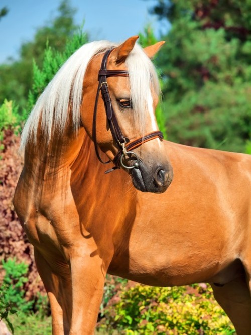 Fototapeta Portret wspaniały kucyk walijski palomino
