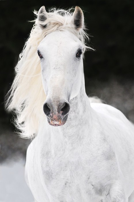 Fototapeta Biały koń biegnie galopem Lipizzaner zimą