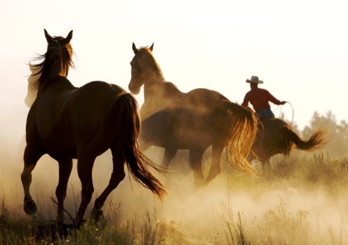 Fototapeta Wrangler pasąca dzikich koni