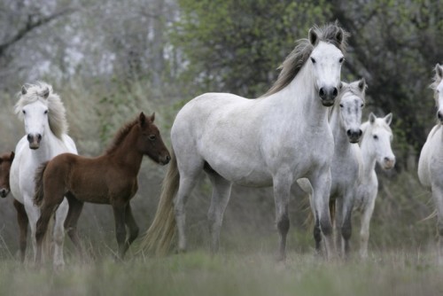 Fototapeta Camargue białego konia