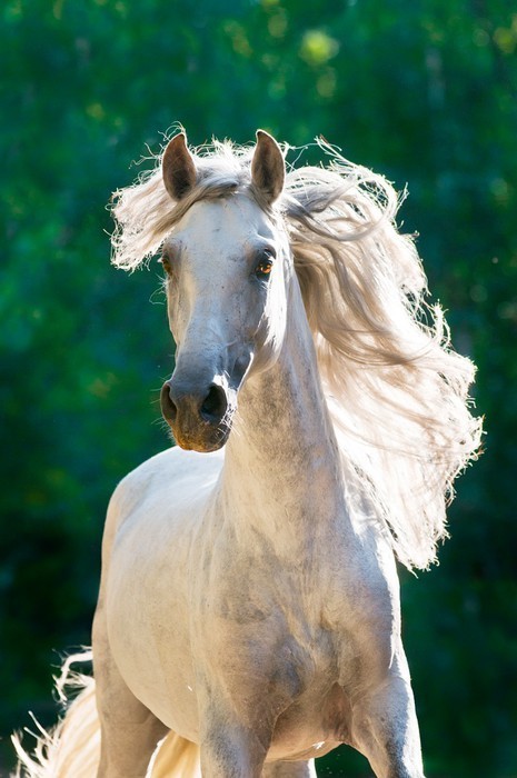 Fototapeta Biały koń biegnie przód galop