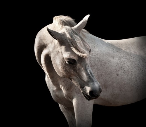 Fototapeta Caballo