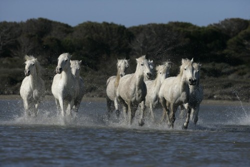 Fototapeta Camargue białego konia
