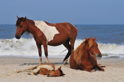 Fototapeta Konie na plaży