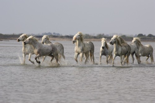 Fototapeta Konie Camargue