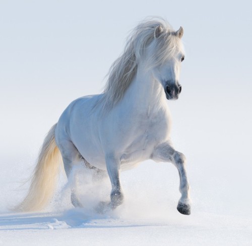 Fototapeta Galopujący biały Welsh pony