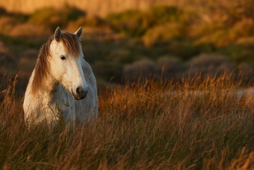 Fototapeta Biały Koń Camargue