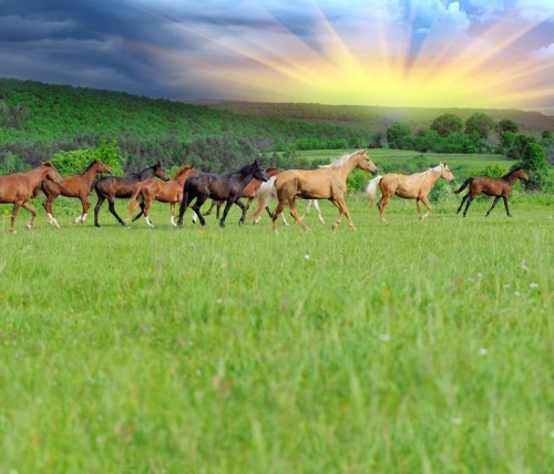 Fototapeta Koń