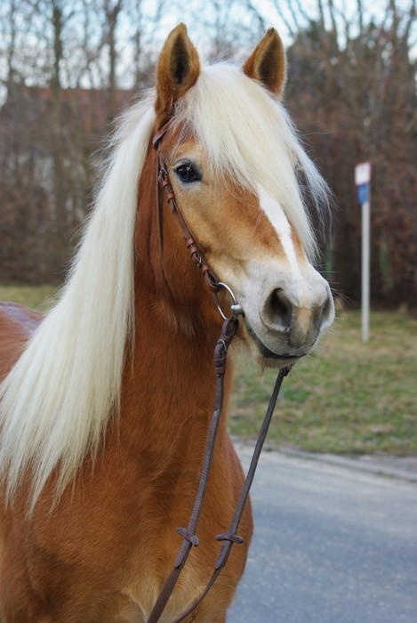 Fototapeta Haflinger