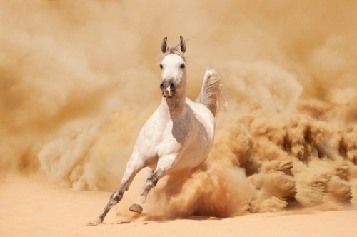 Fototapeta Rasowy Biały Arabian Horse działa w Desert Storm